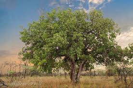 Image result for Syzygium cordatum