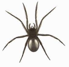 False widow spiders (steatoda nobilis and s. The Nine Spiders Invading Uk Homes And How Dangerous They Are Birmingham Live