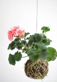 Check out our kokedama selection for the very best in unique or custom, handmade pieces from our товары для рукоделия shops. Craft Your Own Hanging Kokedama Garden Martha Stewart