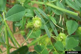Image result for Medicago polymorpha