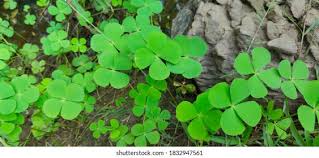 Image result for Marsilea minuta