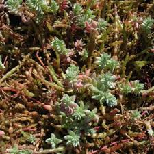 Image result for Chenolea