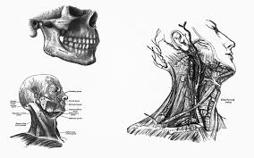 Anatomy Wallpaper Anatomy Desktop Backgrounds