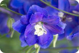 Delphiniums A Perennial Favorite National Garden Bureau