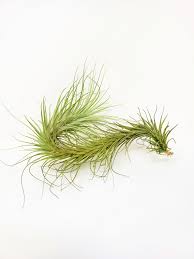 Image result for Heteromorpha