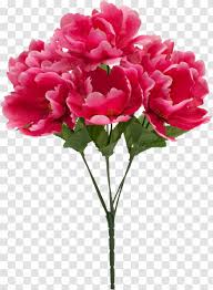 It is also known as 富貴花 (fùguìhuā) flower of riches and honour or 花王 (huawang) king of the flowers, and is used symbolically in. Garden Roses Cut Flowers Peony Artificial Flower Geranium Peonies Transparent Transparent Png