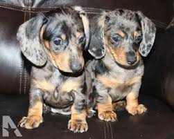 Look at pictures of dachshund puppies who need a home. Dapple Dachshund Puppies For Sale In Texas Petsidi