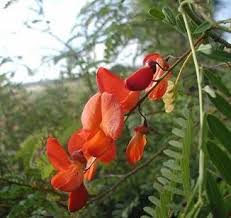 Image result for Sesbania tetraptera