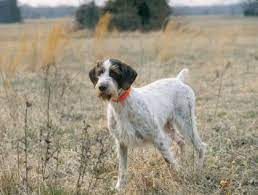 Check spelling or type a new query. German Wirehaired Pointer Dog Breed Profile Petfinder