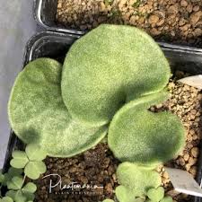 Image result for Thesium singulare