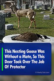 Guarding Eggs Is A Two Goose Job Or In This Case A Goose And Deer Job The Interaction Between These Two Is Amazing Goose Deer Deer Species Wildlife Nature