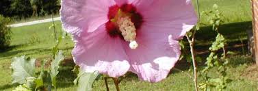 Lafayette, indiana on wn network delivers the latest videos and editable pages for news & events, including entertainment, music, sports, science and more, sign up and share your playlists. Hibiscus Rose Of Sharon Shrub Althea Hibiscus Syriacus
