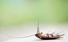 Paul metro areas since 1992. Minnesota Exterminator Pest Control Mn Natural Pest Removal