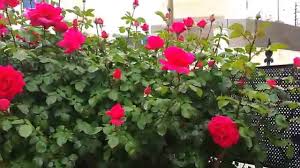 اجمل حديقة ورود في العالم صباح الخير من عمان الاردن Youtube