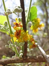 Image result for Grewia holtzii