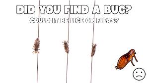 Image result for lice vs nits