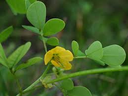 Image result for Senna obtusifolia