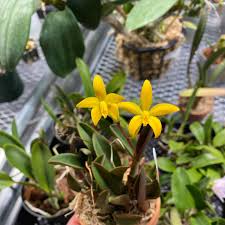 Image result for Embelia libeniana