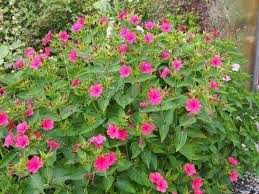 Including the coast azalea (rhododendron gardenia (gardenia jasminoides): Most Fragrant Flowers In The World The List Of Top 10 Storytimes