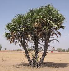 Image result for Hyphaene