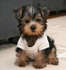 Pin By N Keisha Streeter On Cuties Puppies Yorkie Puppy Cute Animals