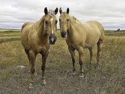 American Quarter Horse Breed Profile