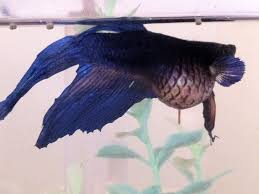 It is an inexpensive preventative measure that is not hazardous to the beneficial. Treating Dropsy In Aquarium Fish