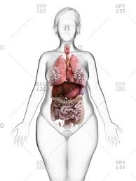 Find the perfect internal organs stock illustrations from getty images. Internal Organ Stock Photos Offset