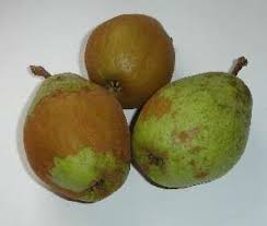 Sep 11, 2016 · 1.take a big old pot of boiling water and submerge your pears for 15 seconds. Canned Pears How To Can Pears Complete Easy Directions With Photos