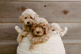 We strive to meet the highest quality breeding standards in our. Almond Blossom Doodles