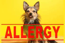 However, apoquel® (oclacitinib) works because it blocks portions of the jak signaling pathway. Allergy Medicine For Dogs 9 Solutions To Calm Your Dog S Itch Dr Buzby S Toegrips For Dogs