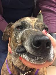 Joshua lachowicz provides tips for recognizing the warning signs of cancer in pets and the steps you can follow to. Staging And Treatment Of Oral Tumors In Dogs Medvet