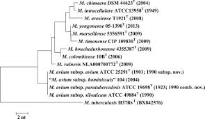 Ppt - Mycobacteria Powerpoint Presentation, Free Download - Id:3567924