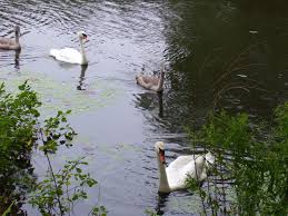 Image result for tbn:HYHUNTcEEKbvFM::img262.imageshack.us/img262/6572/nilezn4.jpg