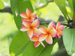 Plumeria Articles Gardening Know How Plumeria Flowers Plumeria Tree Impatiens Flowers