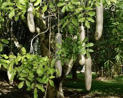 Image result for Kigelia africana