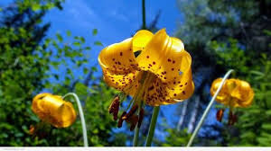 Full Hd Nature Wallpapers 1080p Desktop With Yellow Flower In Close Up Hd Wallpapers Wallpapers Download High Resolution Wallpapers Nature Wallpaper Flowers Nature Yellow Flower Wallpaper