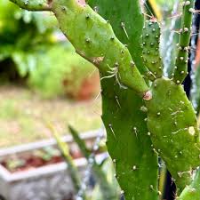 Image result for Ottelia cylindrica