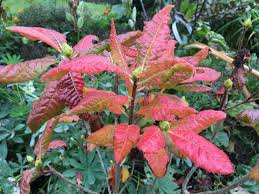 English roseum is southern tough and a very undemanding plant to grow. Rhododendron Luteum Zone 6 9 It Has Sweetly Scented Bright Yellow Flowers In Late Spring And The Foliage Turns A Striking R Rhododendron Yellow Flowers Autumn