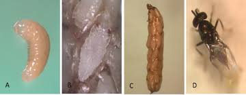 Image result for Microcoelia koehleri