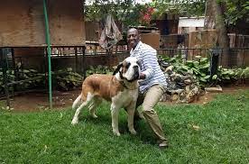 Zewal Kennels Experienced Imported Pedigree Dog Breeders In Kenya