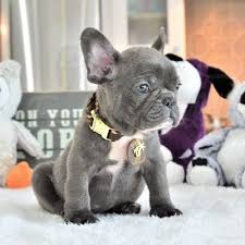 Find french bulldog in dogs & puppies for rehoming | 🐶 find dogs and puppies locally for sale or adoption in canada : French Bulldog Puppy For Sale In Fort Lauderdale Fl Adn 61749 On Puppyfinder Com Gender Fema French Bulldog Puppies Bulldog Puppies Bulldog Puppies For Sale