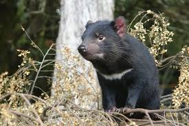 La caricatura posee una cosa en habitual con la criatura real y es el mal temperamento. Animales De Tasmania Australia Esos Animales Tan Extranos El Viajero El Pais