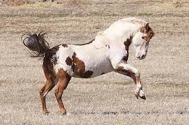 Black Hills Wild Horse Sanctuary Home Wild Horses Horses Mustang Horse