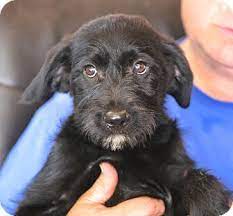 We specialize in breeding the allergy friendly, extremely low to non shedding f1b generation and multi generational miniature goldendoodles with the shaggy teddy bear coats. Glastonbury Ct Irish Wolfhound Schnauzer Standard Mix Meet Will Ferrell A Puppy For Adoption Irish Wolfhound Wolfhound Puppy Adoption
