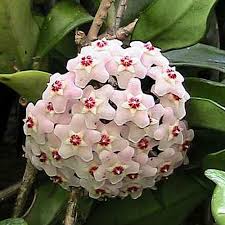 Image result for hoya plant flower