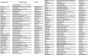 Image result for Conostomium gazense