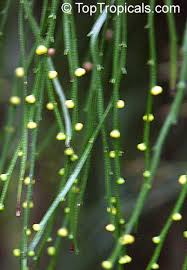 Image result for Psilotrichum