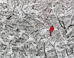 Black And White Picture With Color Accents Black And White Photography With Color Accents Google Search Bird Pictures Winter Cardinal Snowy Trees