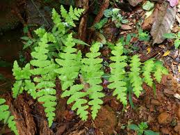 Image result for Histiopteris